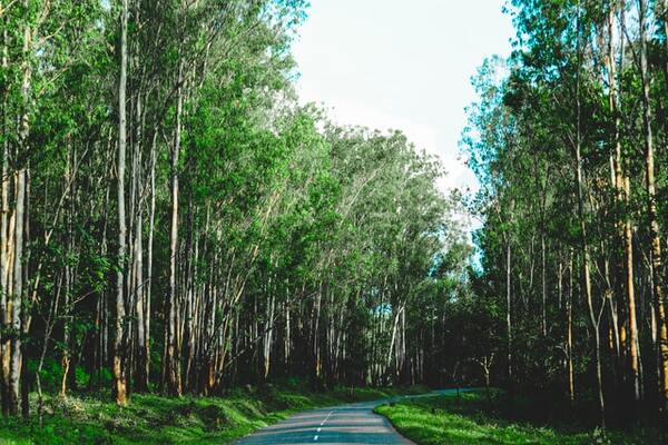 Mysore Wayanad